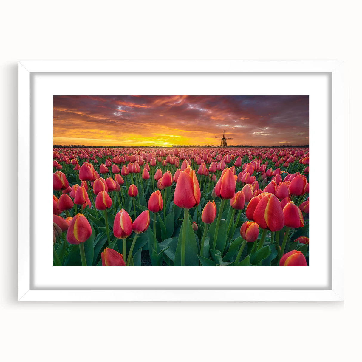 Botanical wall art print showcasing a vibrant tulip design in a white frame with a mat, ideal for home decor or floral-themed aesthetics, enhancing any room's ambiance.