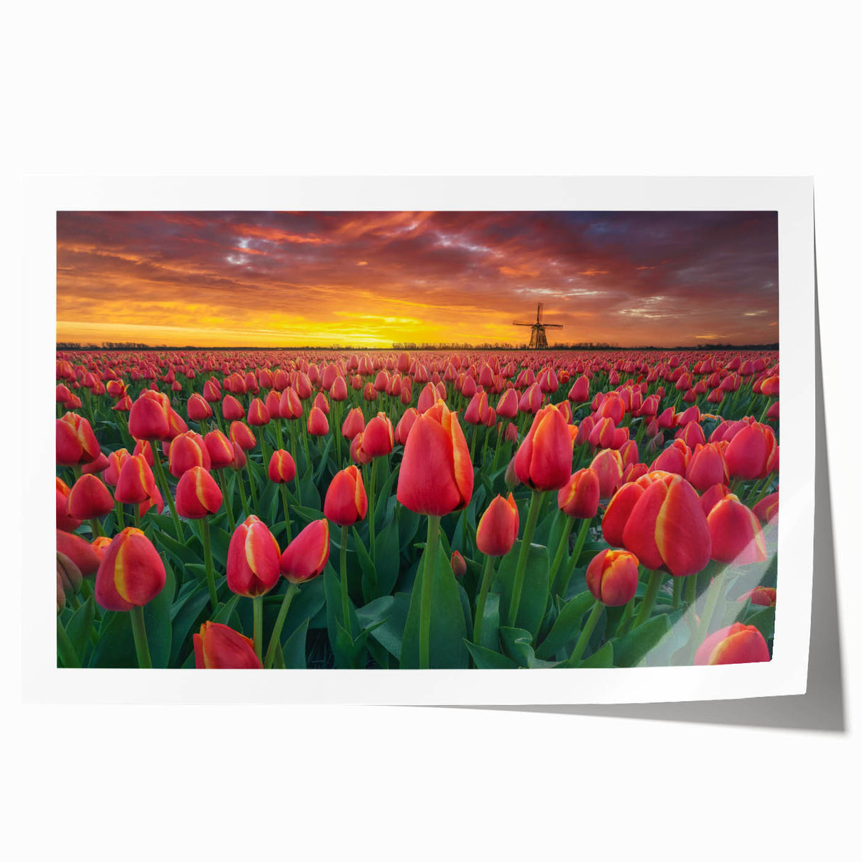 Vibrant botanical wall art print showcasing a detailed tulip design in rich colors, perfect for home decor. Ideal for flower enthusiasts and art lovers alike.