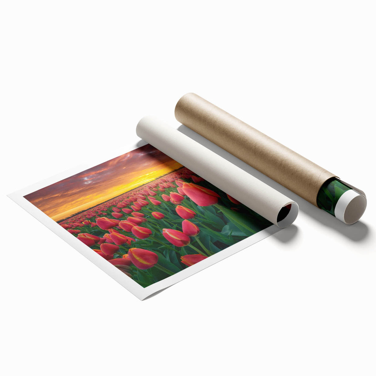 Botanical wall art print showcasing a vibrant tulip design in shades of pink and yellow, elegantly rolled for easy display and shipping in a protective tube.