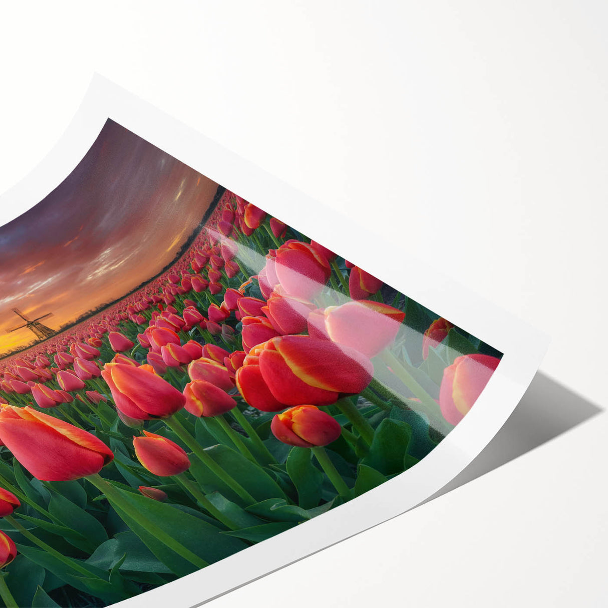 Botanical wall art print showcasing a vibrant tulip design in rich colors, elegantly rolled and ready for framing, perfect for home decor enthusiasts.