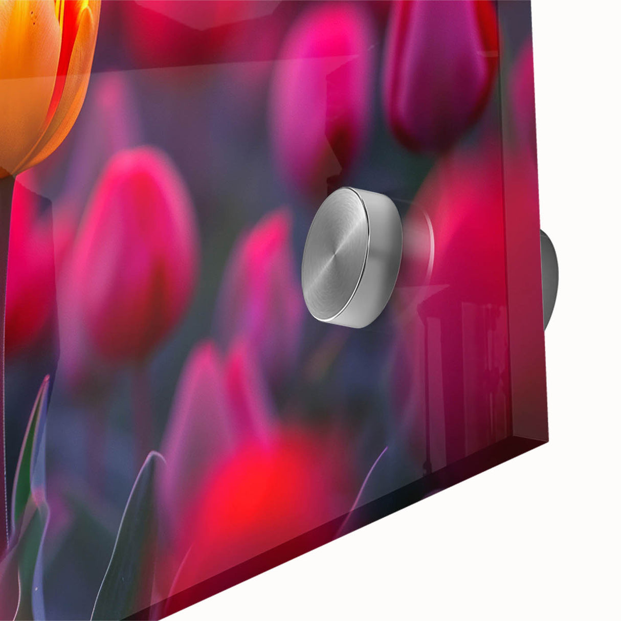 Close-up of a vibrant tulip botanical design wall art piece, showcasing intricate details and rich colors on acrylic glass, ideal for home decor enhancement.