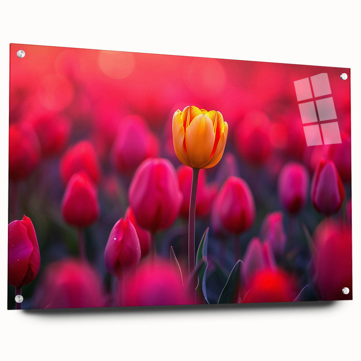 Acrylic glass wall art featuring a botanical tulip design in vibrant colors, elegantly displayed with pins, ideal for home decor and floral enthusiasts.