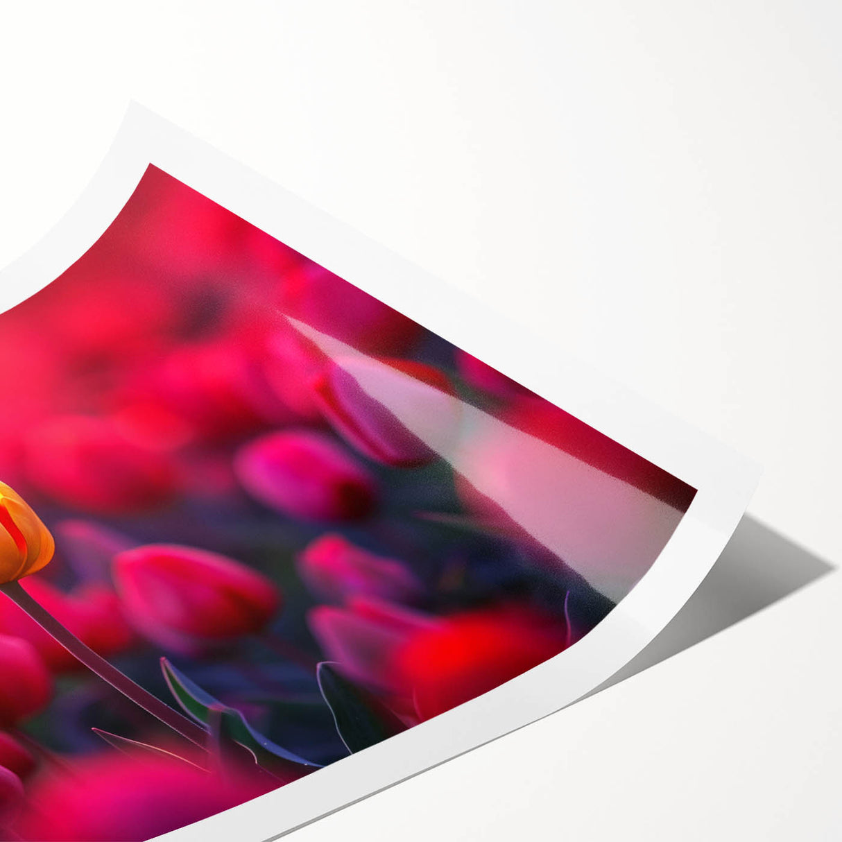 Botanical wall art print featuring elegant tulip designs in vibrant colors, rolled for easy framing and display, perfect for adding a floral touch to home decor.