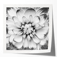 Vibrant botanical water lily wall art print showcasing intricate floral details and soft color gradients, perfect for home decor. Ideal for nature enthusiasts.