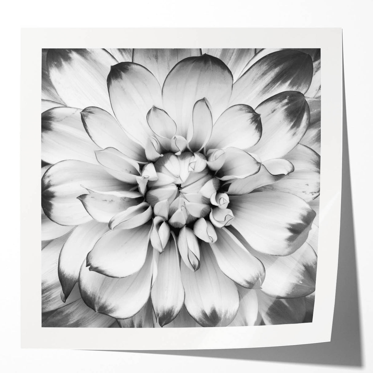 Vibrant botanical water lily wall art print showcasing intricate floral details and soft color gradients, perfect for home decor. Ideal for nature enthusiasts.