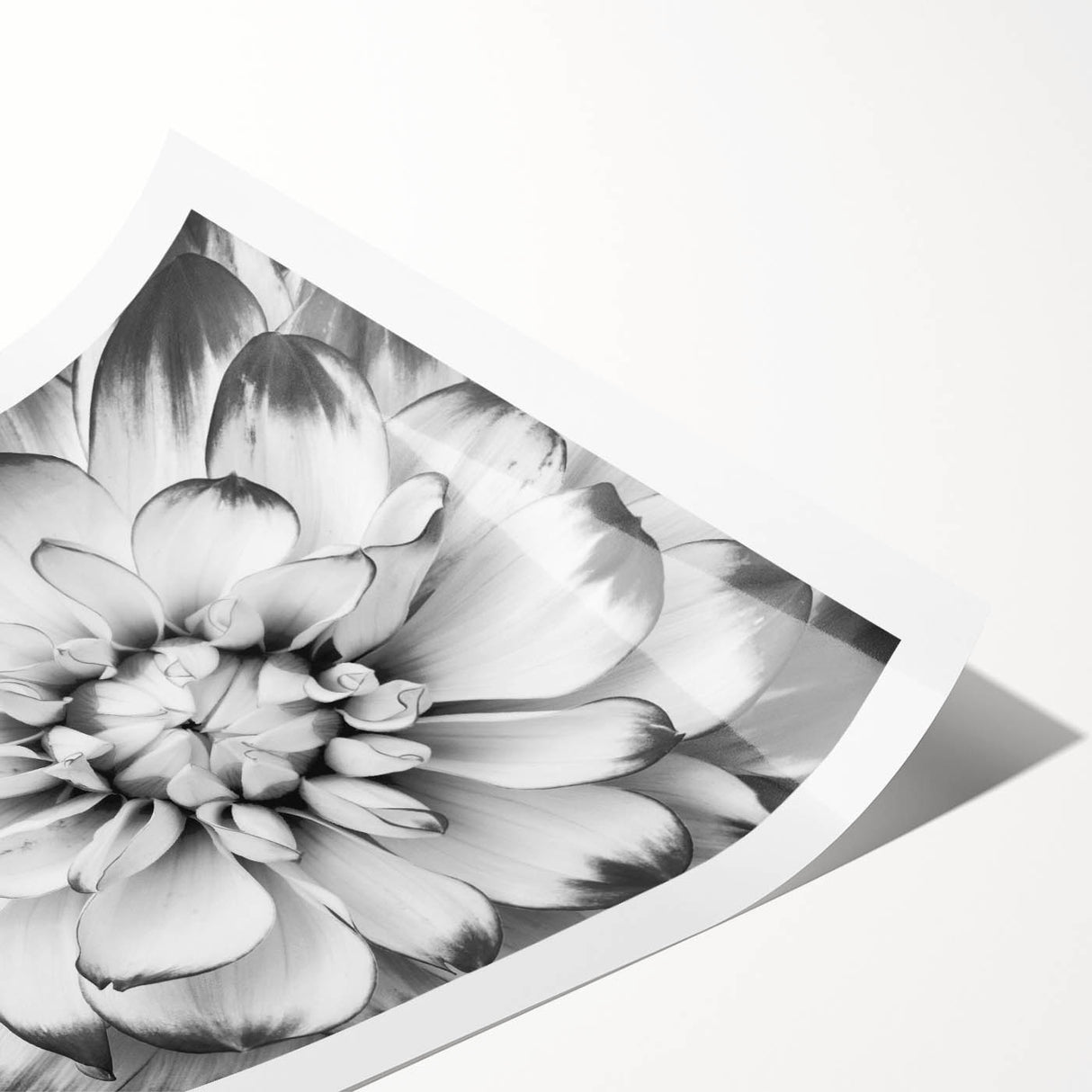 Botanical wall art featuring a vibrant water lily design with shades of pink and green, ideal for home decor. The print is rolled and packaged securely for safe delivery.