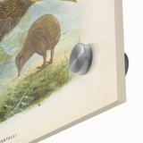 Vintage Animal Art: Kiwi Bird Illustration Art Print