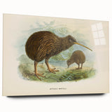 Vintage Animal Art: Kiwi Bird Illustration Art Print