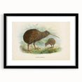 Vintage Animal Art: Kiwi Bird Illustration Art Print