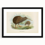Vintage Animal Art: Kiwi Bird Illustration Art Print