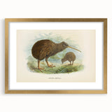Vintage Animal Art: Kiwi Bird Illustration Art Print