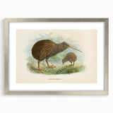 Vintage Animal Art: Kiwi Bird Illustration Art Print