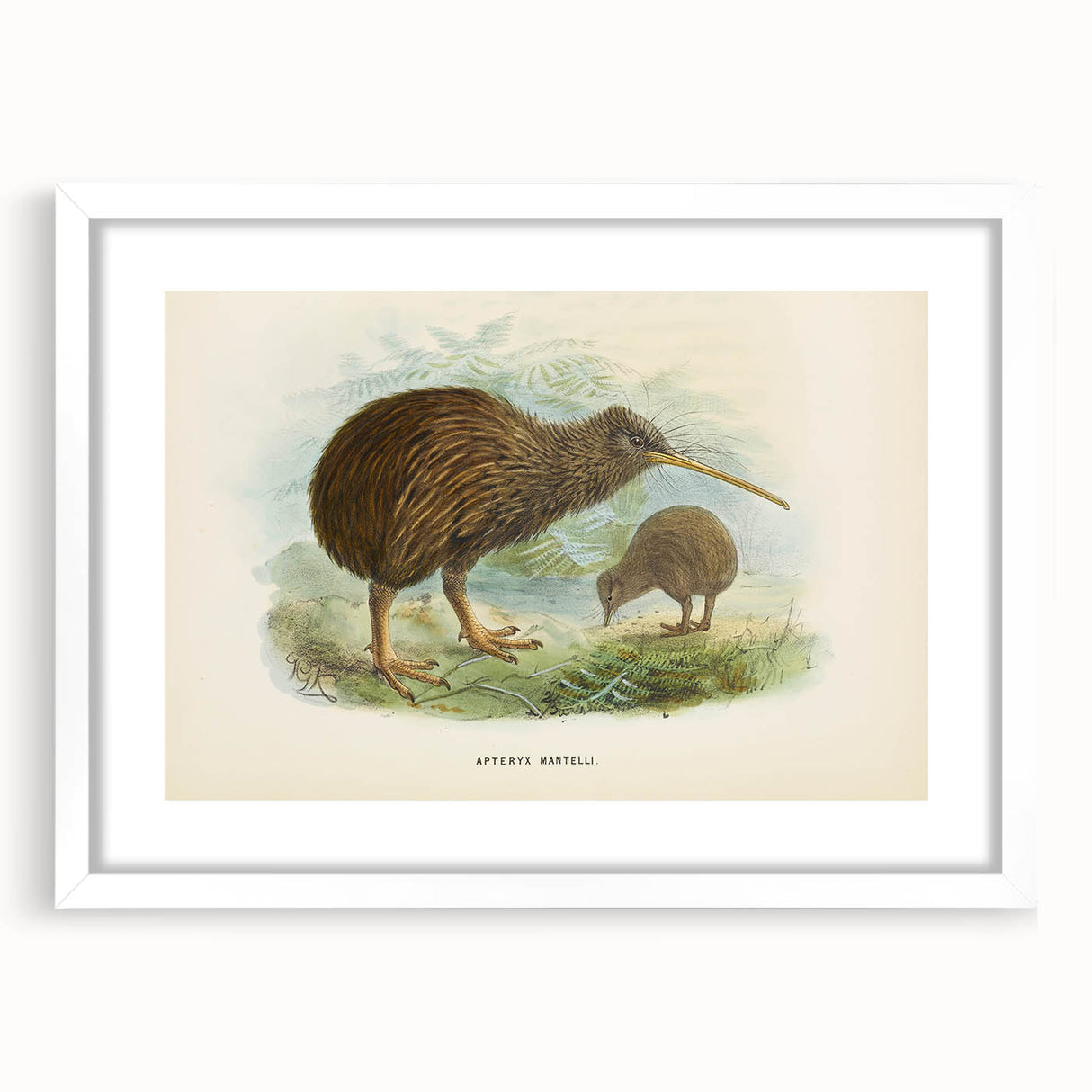 Vintage Animal Art: Kiwi Bird Illustration Art Print