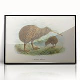 Vintage Animal Art: Kiwi Bird Illustration Art Print