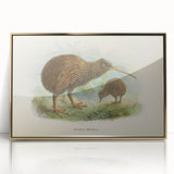 Vintage Animal Art: Kiwi Bird Illustration Art Print