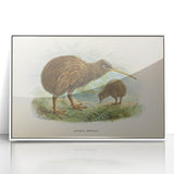 Vintage Animal Art: Kiwi Bird Illustration Art Print