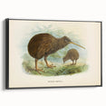 Vintage Animal Art: Kiwi Bird Illustration Art Print