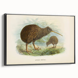 Vintage Animal Art: Kiwi Bird Illustration Art Print