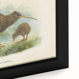 Vintage Animal Art: Kiwi Bird Illustration Art Print