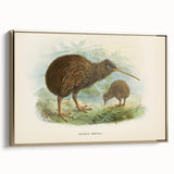 Vintage Animal Art: Kiwi Bird Illustration Art Print