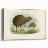 Vintage Animal Art: Kiwi Bird Illustration Art Print