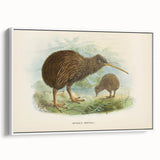 Vintage Animal Art: Kiwi Bird Illustration Art Print