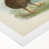 Vintage Animal Art: Kiwi Bird Illustration Art Print