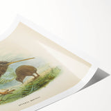 Vintage Animal Art: Kiwi Bird Illustration Art Print