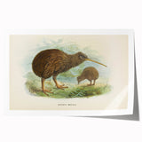 Vintage Animal Art: Kiwi Bird Illustration Art Print