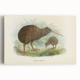 Vintage Animal Art: Kiwi Bird Illustration Art Print