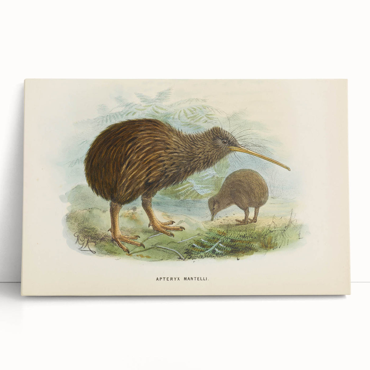 Vintage Animal Art: Kiwi Bird Illustration Art Print