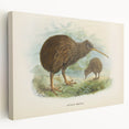 Vintage Animal Art: Kiwi Bird Illustration Art Print