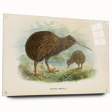 Vintage Animal Art: Kiwi Bird Illustration Art Print