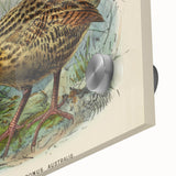 Vintage Animal Art: Bird Illustration Art Print