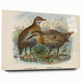 Vintage Animal Art: Bird Illustration Art Print