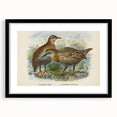 Vintage Animal Art: Bird Illustration Art Print