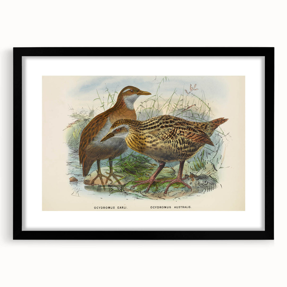 Vintage Animal Art: Bird Illustration Art Print