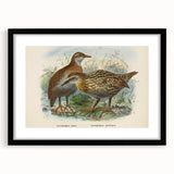 Vintage Animal Art: Bird Illustration Art Print