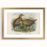 Vintage Animal Art: Bird Illustration Art Print