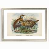 Vintage Animal Art: Bird Illustration Art Print