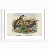 Vintage Animal Art: Bird Illustration Art Print