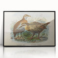 Vintage Animal Art: Bird Illustration Art Print