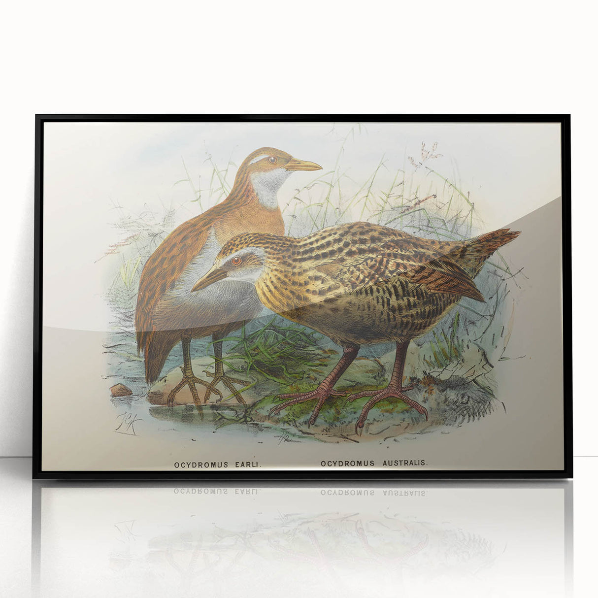 Vintage Animal Art: Bird Illustration Art Print