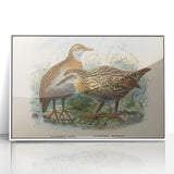 Vintage Animal Art: Bird Illustration Art Print
