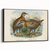 Vintage Animal Art: Bird Illustration Art Print
