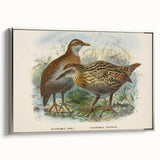 Vintage Animal Art: Bird Illustration Art Print