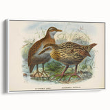 Vintage Animal Art: Bird Illustration Art Print