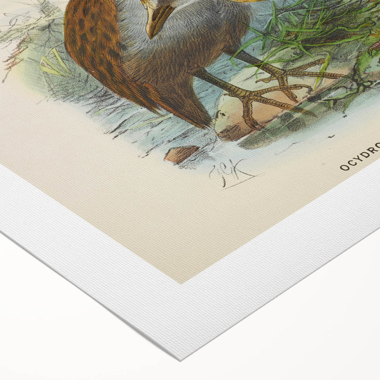 Vintage Animal Art: Bird Illustration Art Print