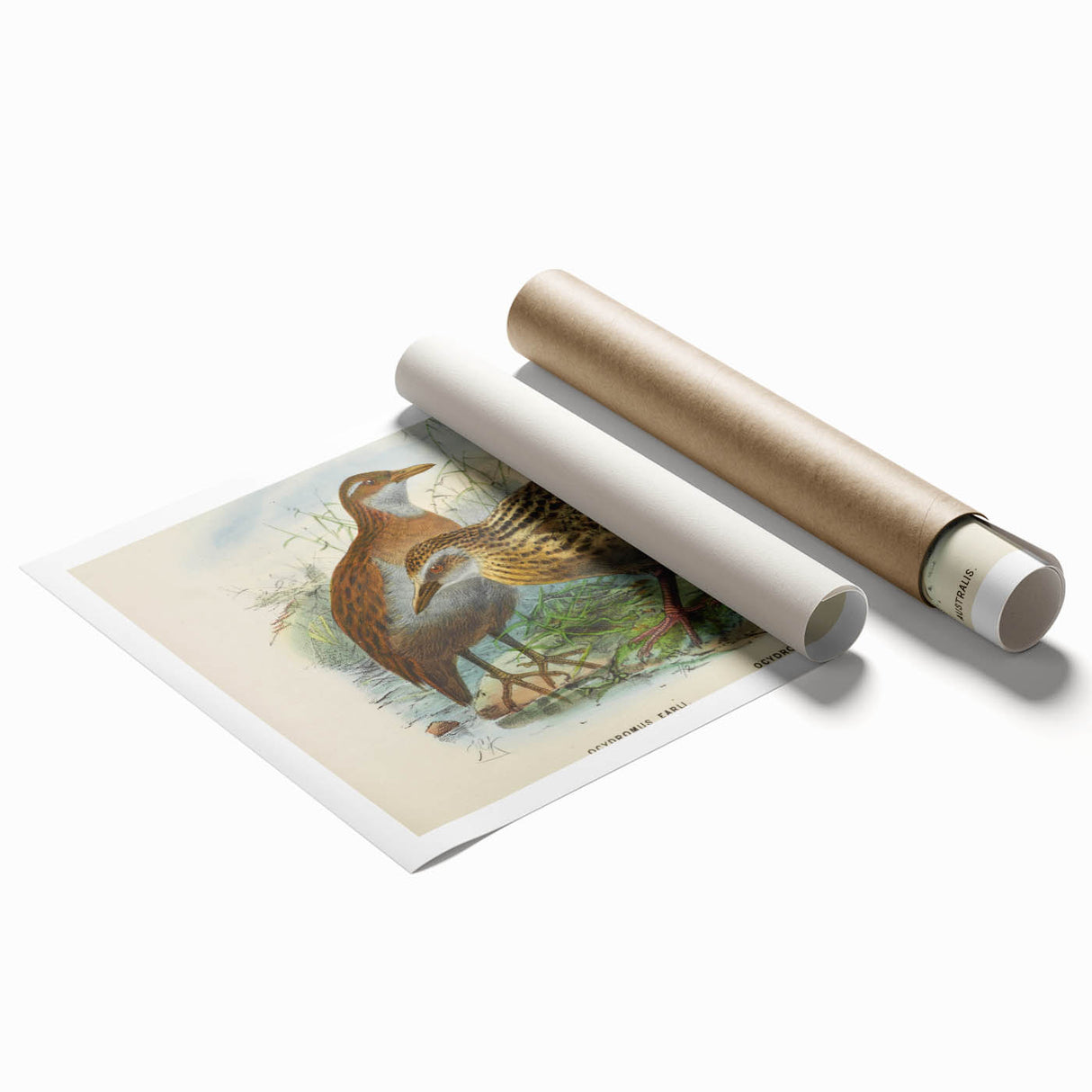 Vintage Animal Art: Bird Illustration Art Print