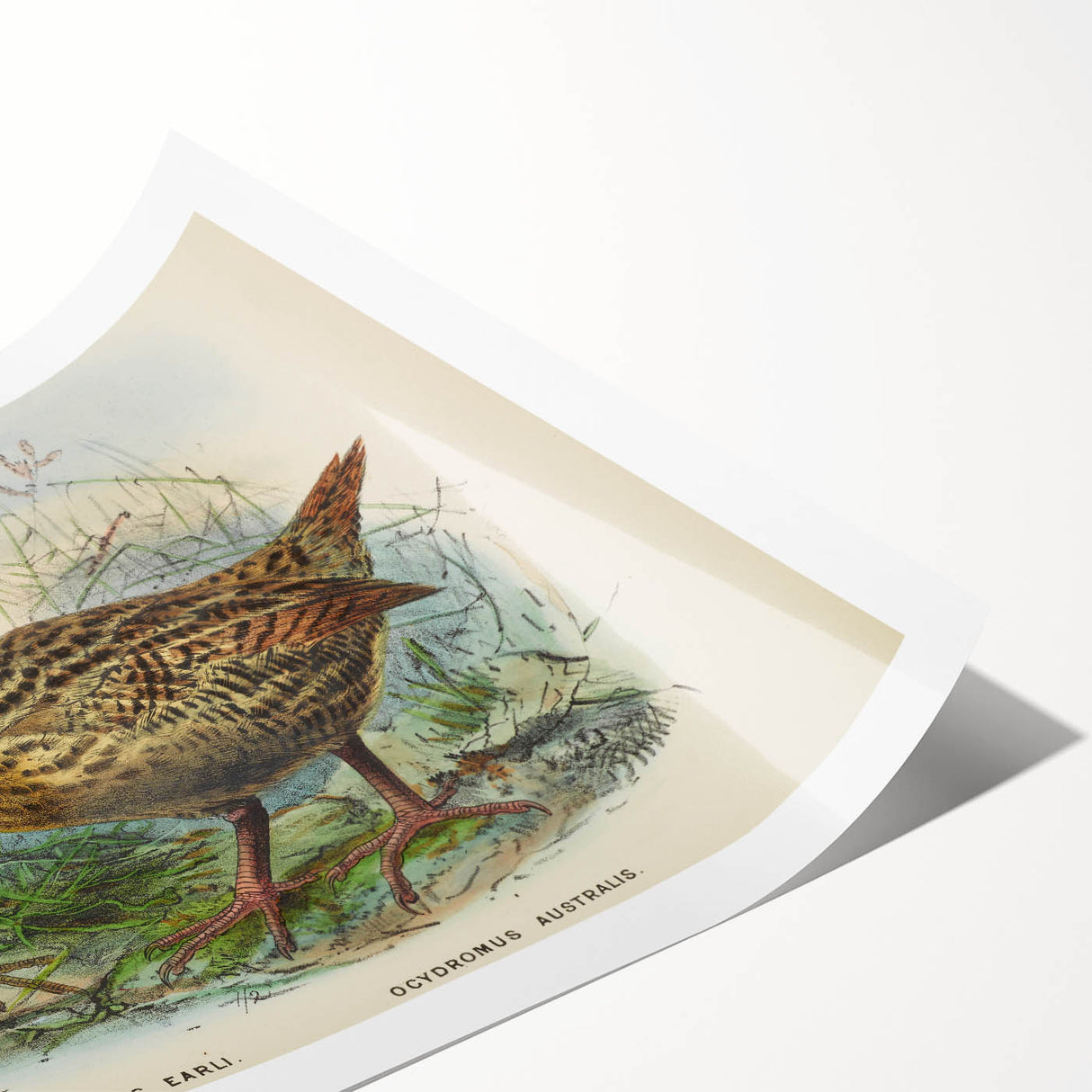Vintage Animal Art: Bird Illustration Art Print